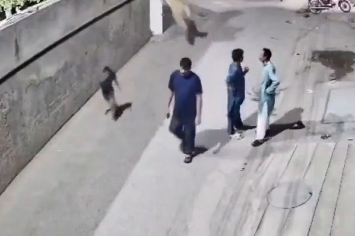 Vídeo: leão criado como animal de estimação ataca mulher e crianças no Paquistão