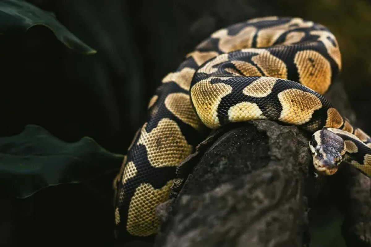 Vídeo: Agricultor desaparecido é encontrado morto dentro de cobra píton na Indonésia