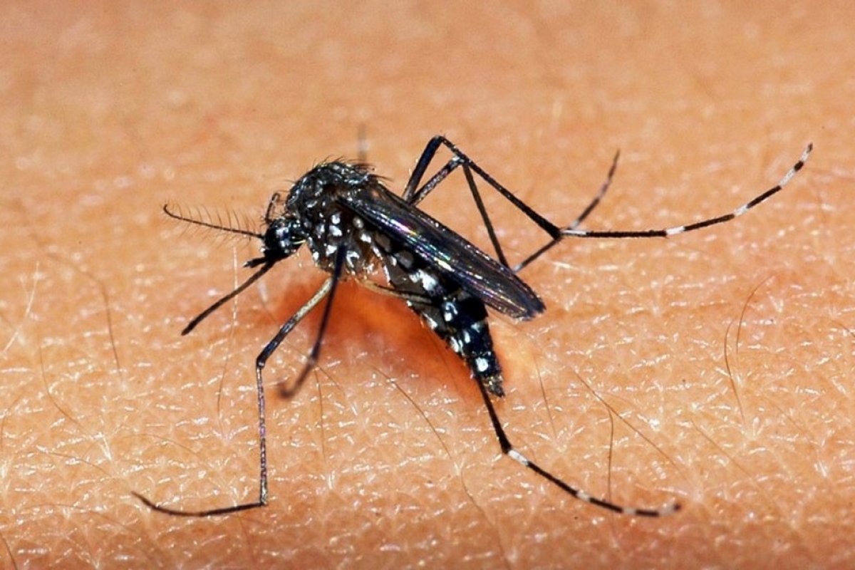 América Latina registra mais de 125 mil casos de dengue