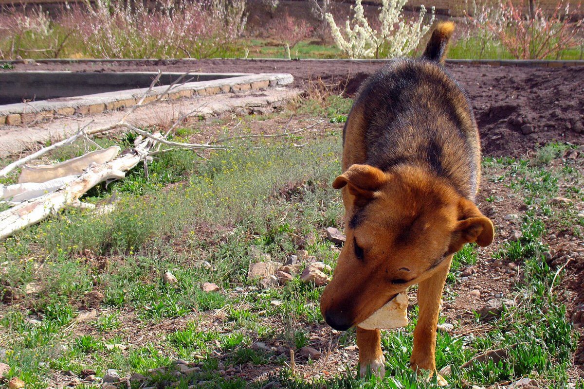 Ser "pai de pet" é um ato de coragem no Irã