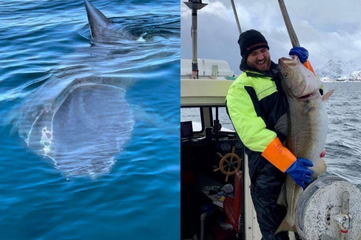 Vídeo: tubarão branco gigante surpreende pescador ao cercar barco na Noruega