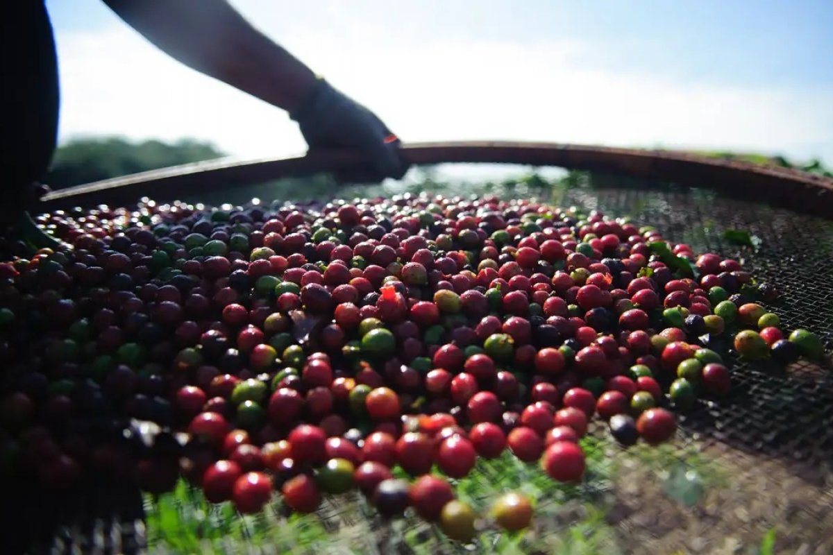 Associações do agro estudam países que poderiam substituir os EUA como clientes devido taxação de 50%; saiba quais