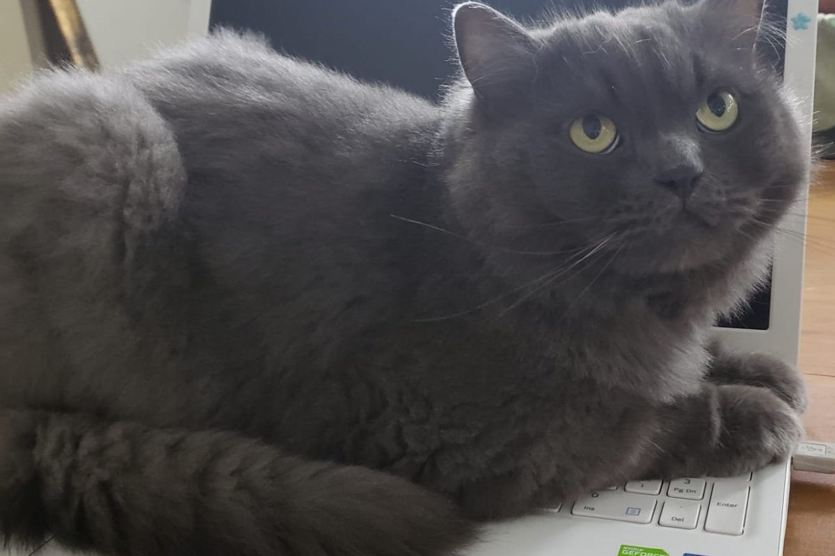 Dia Mundial do Gato: confira os mitos e verdades sobre os felinos