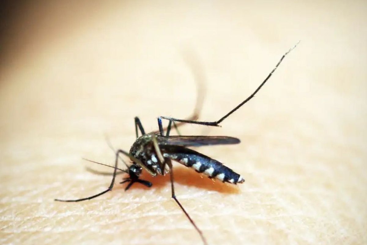 Brasil tem queda de 78% nos casos de dengue em relação a 2024, mas alerta continua
