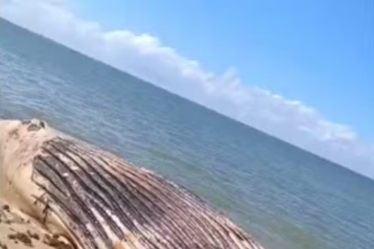 Baleia-jubarte é encontrada morta na Praia das Amendoeiras na Bahia