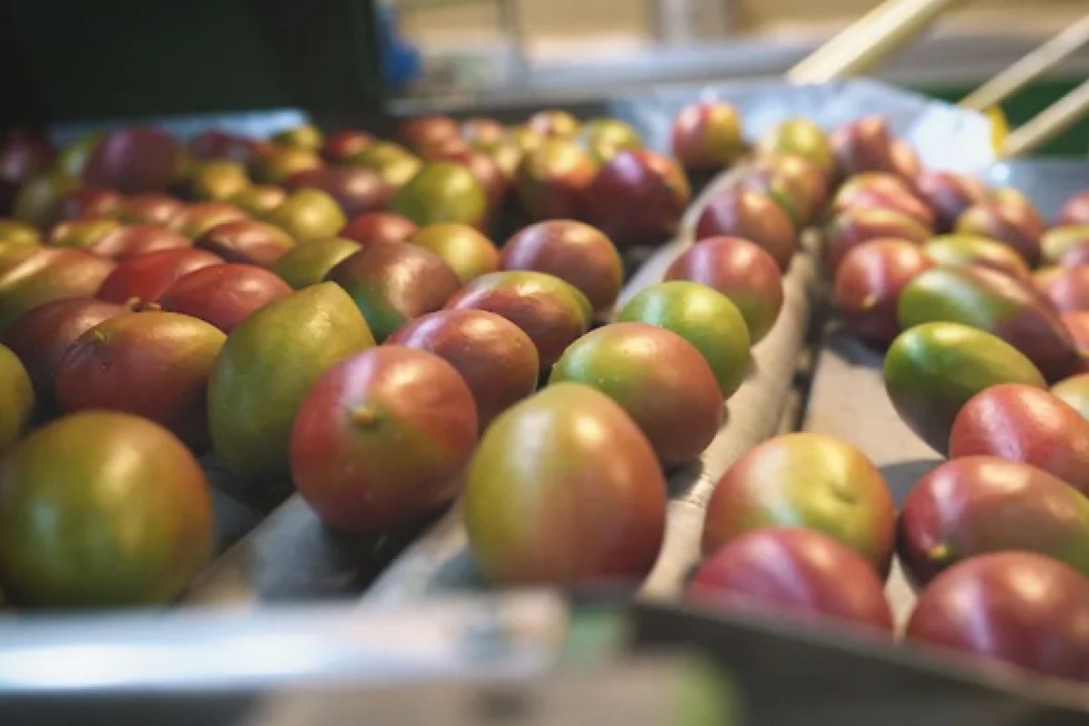 Tarifas de Trump ao Brasil põe em risco 77 mil toneladas de frutas a serem exportadas para os EUA