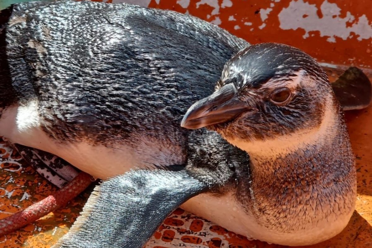 Polícia Ambiental resgata pinguim na RMS