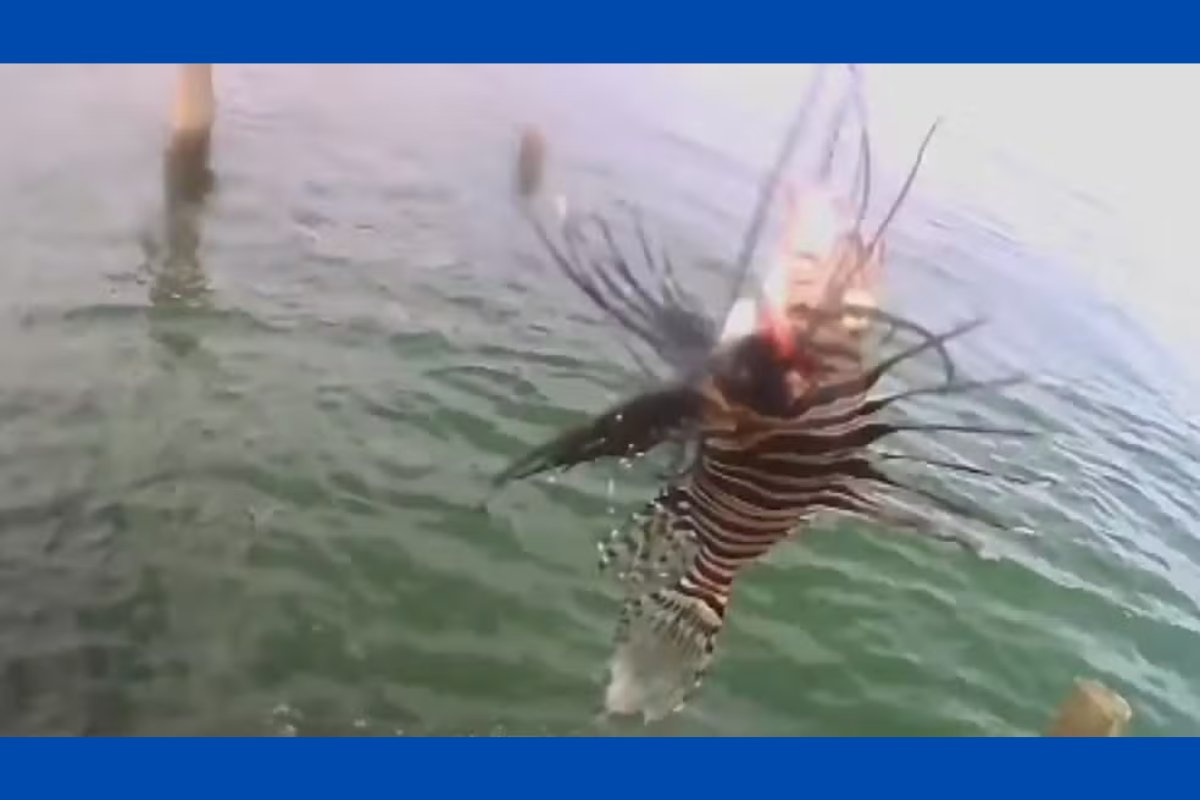 Peixe invasor e altamente venenoso é encontrado em destino turístico na Bahia