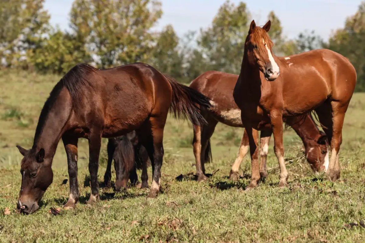 Cresce para 284 o número de cavalos mortos em caso de ração contaminada no Brasil