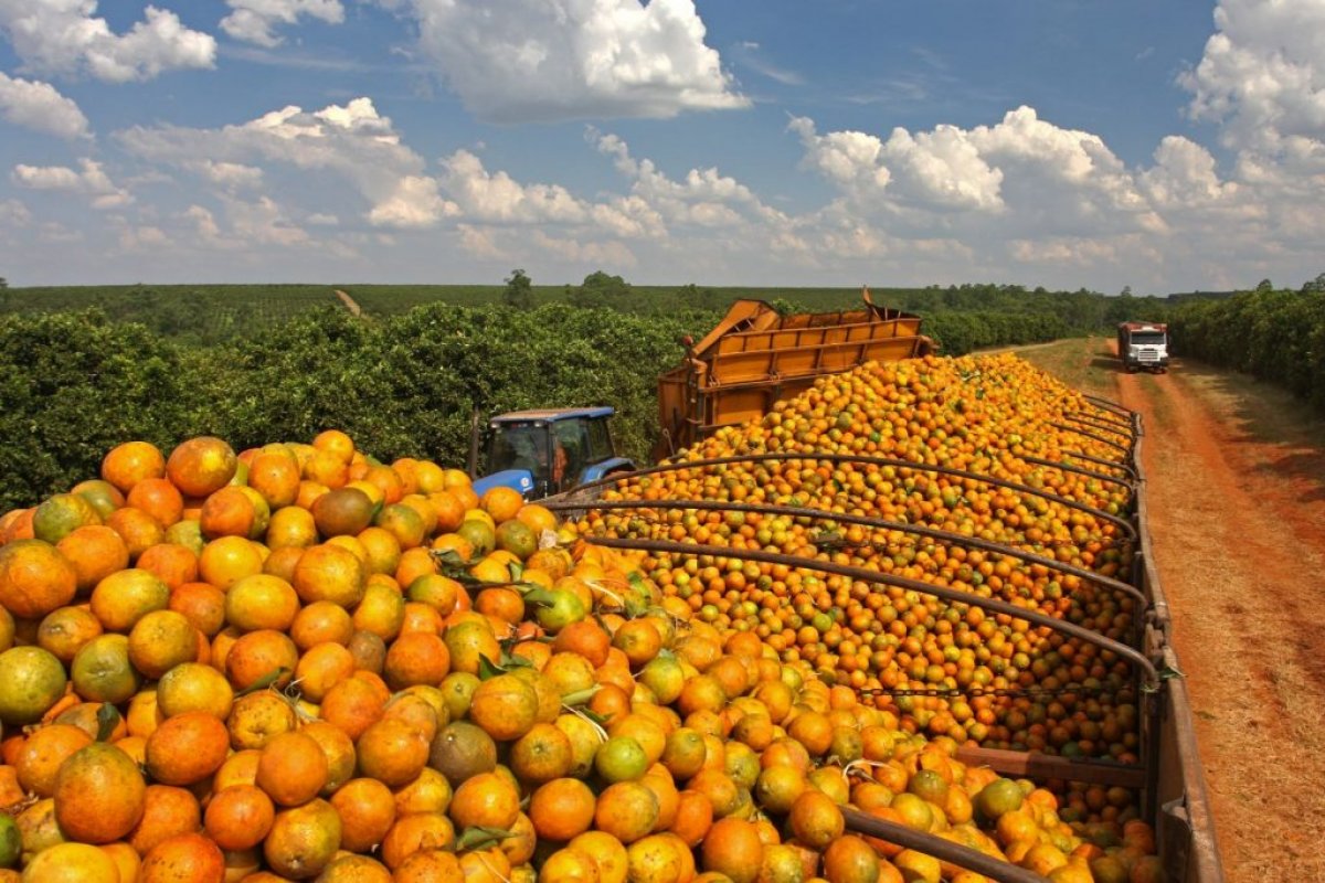 Exportação de suco de laranja para os EUA deve ser zerada com taxação de Trump, diz CNA