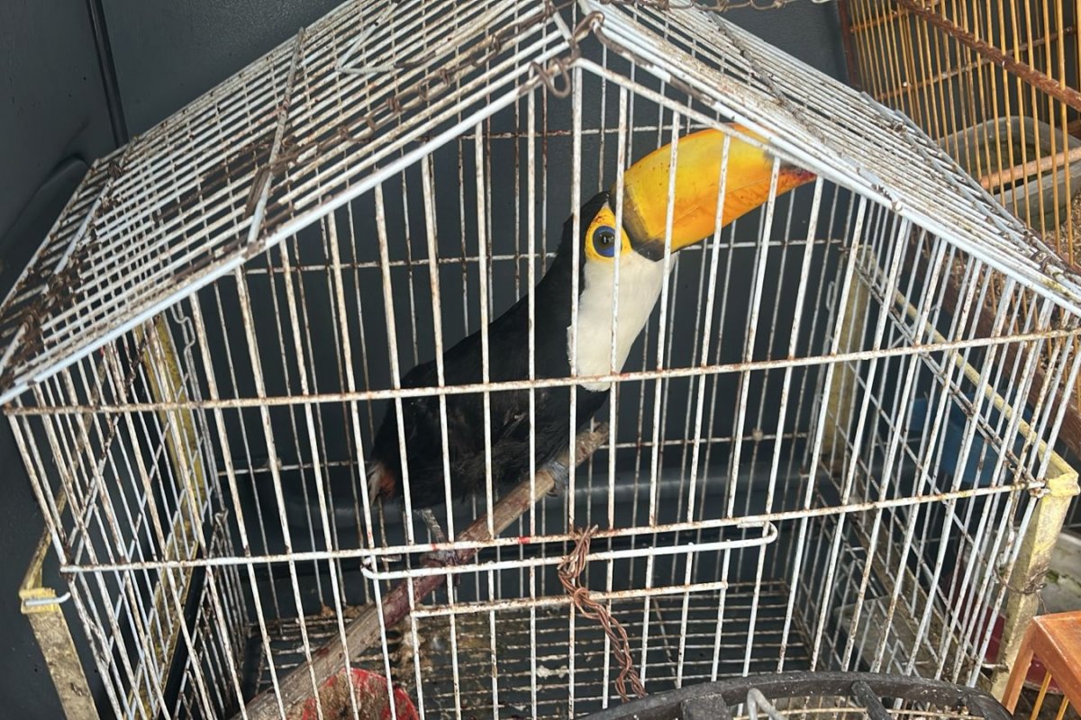 PM resgata animais Silvestres em cativeiro em Feira de Santana