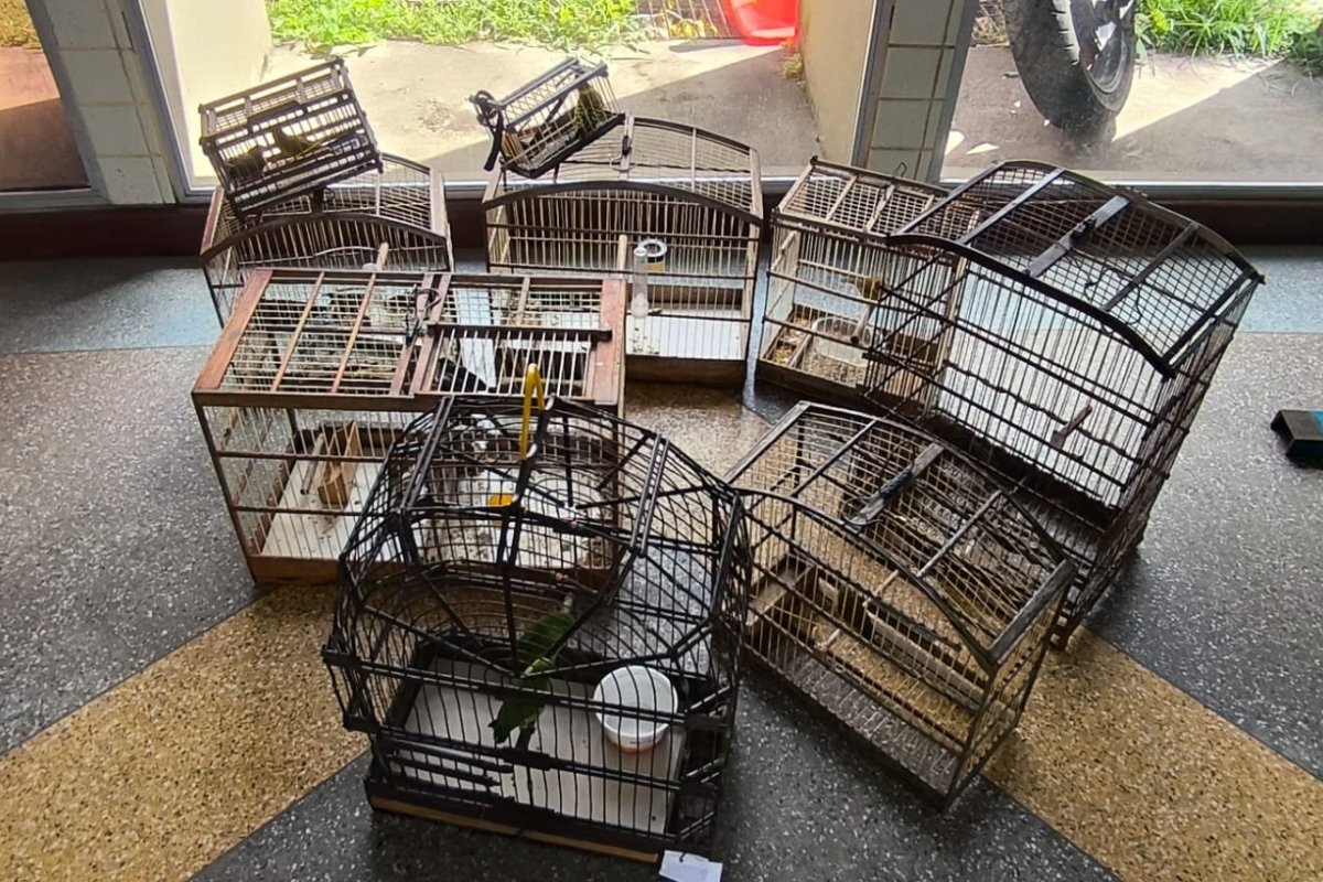 Dezoito aves silvestres são resgatadas pela PM do comércio ilegal em Salvador 