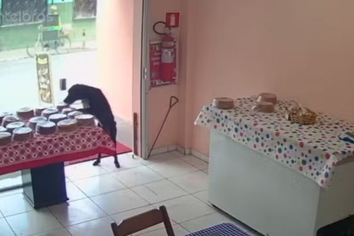 Vídeo: cachorro invade loja e rouba bolo no interior da Bahia