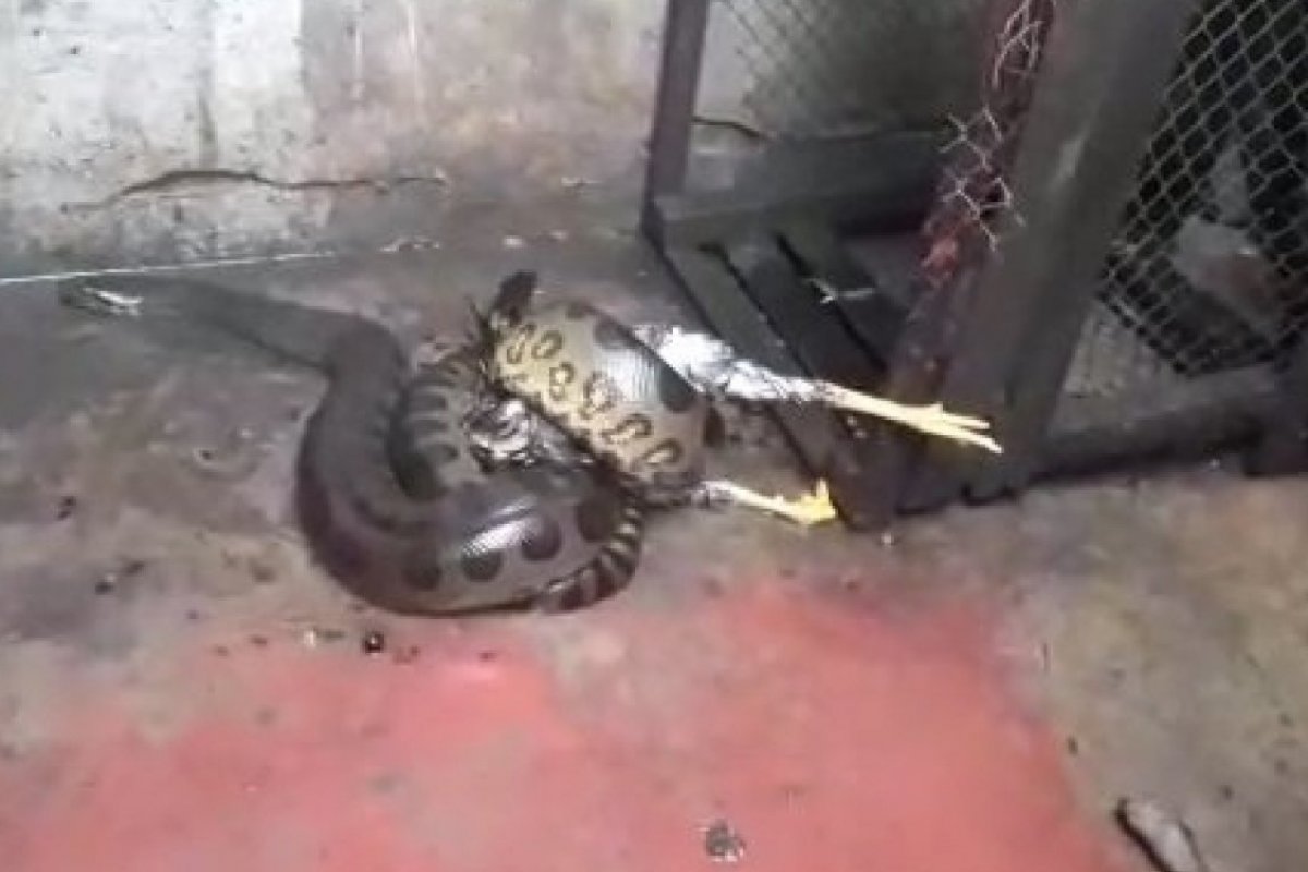 Guarda Civil resgata cobra de quase 3 metros em Itapuã