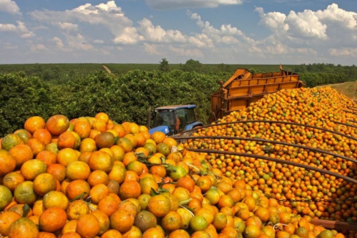 Tarifaço: prejuízo ultrapassa R$ 4 bilhões, estima setor de suco de laranja