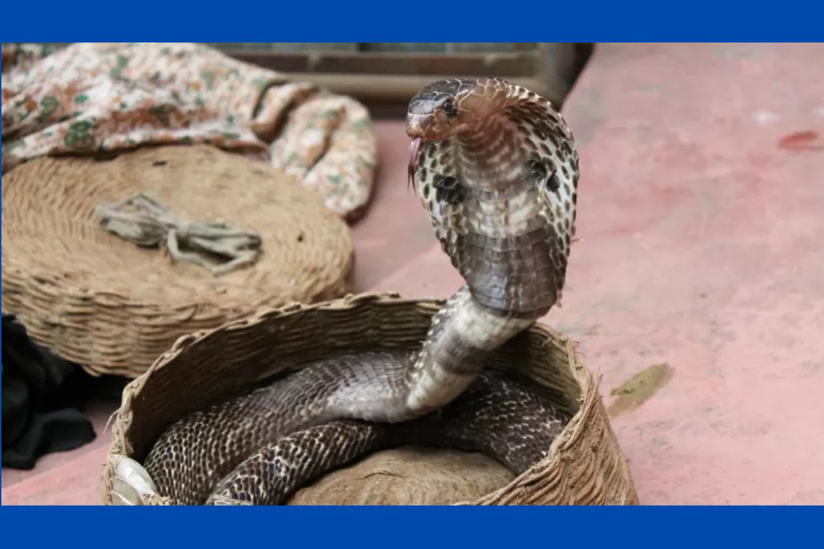 Criança de dois anos é hospitalizada após morder e matar cobra venenosa na Índia