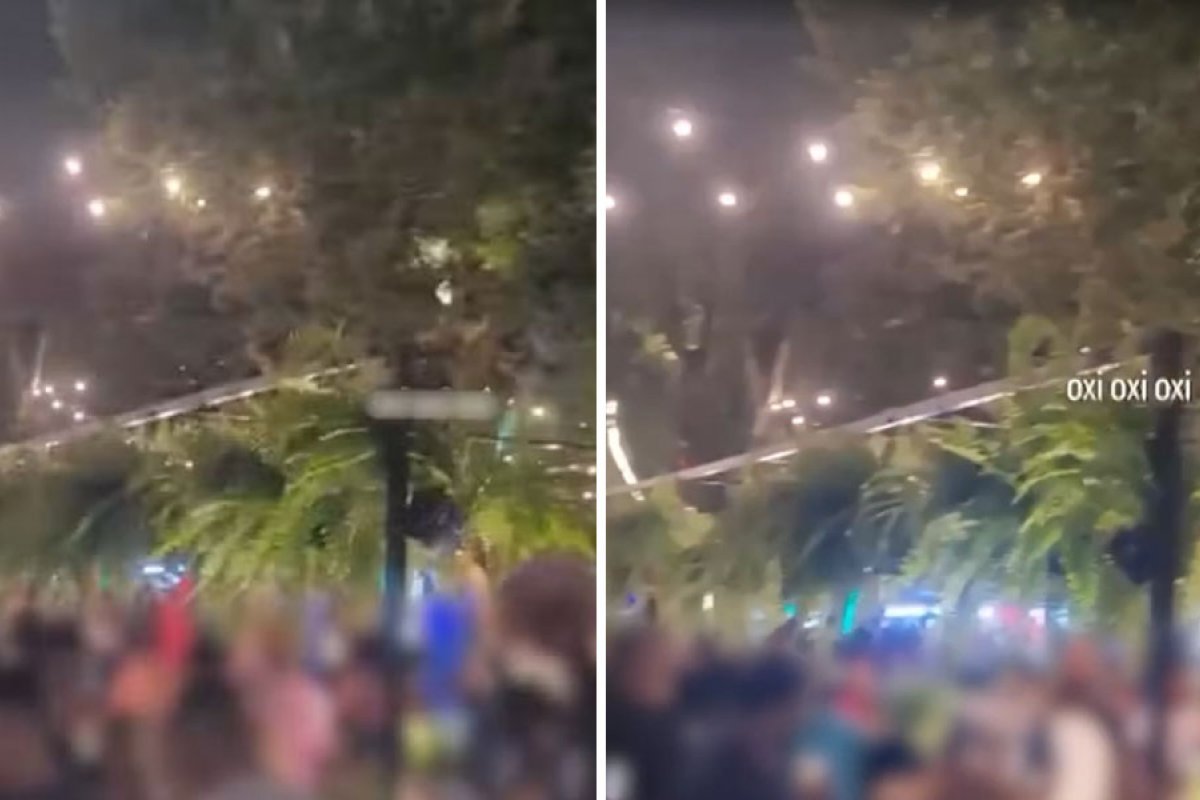 Cerca de 500 samambaias decorativas são furtadas por público em festival na Bahia