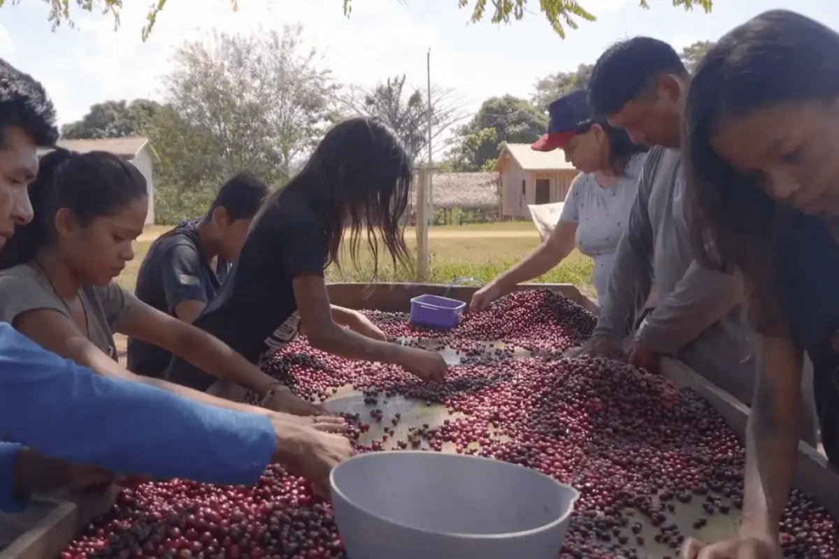 Tarifaço dos EUA ameaça exportações de açaí e pode afetar mais de 300 mil trabalhadores no Pará
