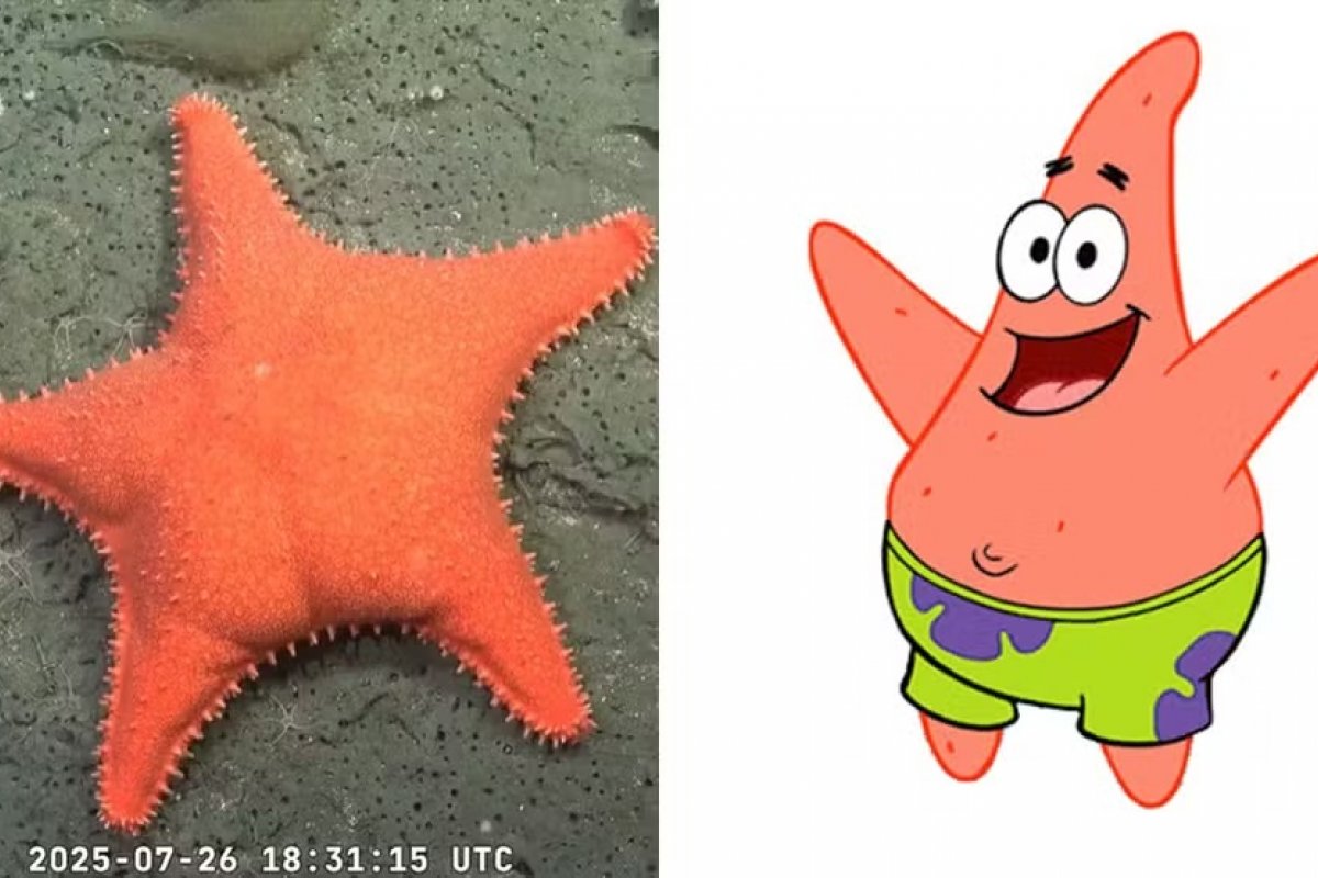 Vídeo: Estrela-do-mar parecida com Patrick, do Bob Esponja, é encontrada em expedição na Argentina