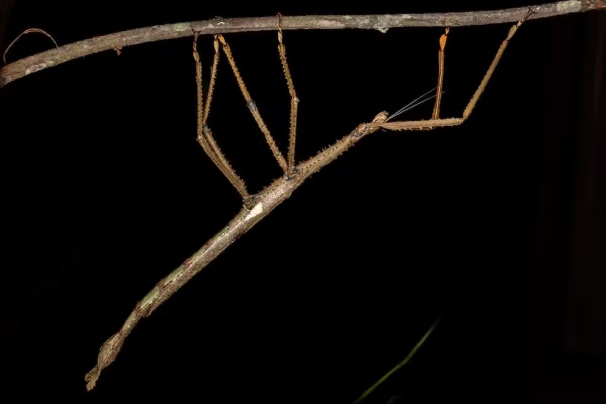 Vídeo: Pesquisadores descobrem nova espécie de inseto-pau na Austrália, o mais pesado já registrado no país
