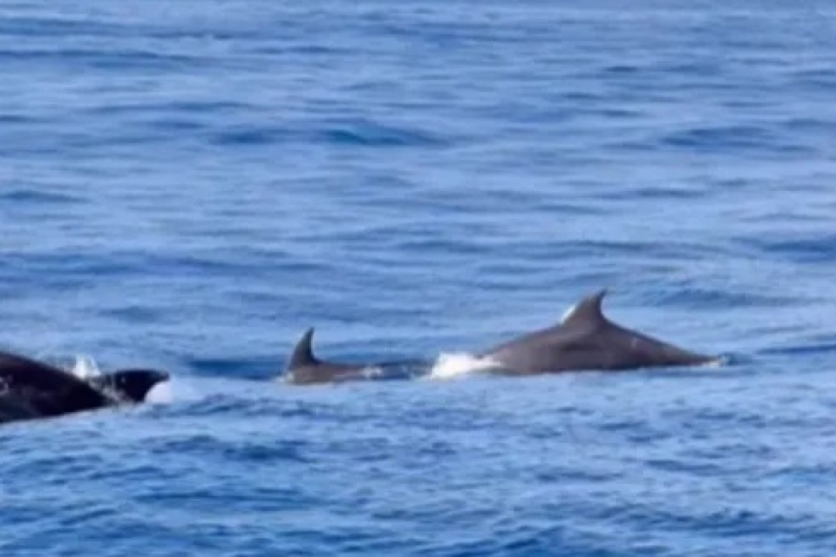 Vídeo: Golfinhos roubam a cena em passeio para avistar baleias na costa de Salvador