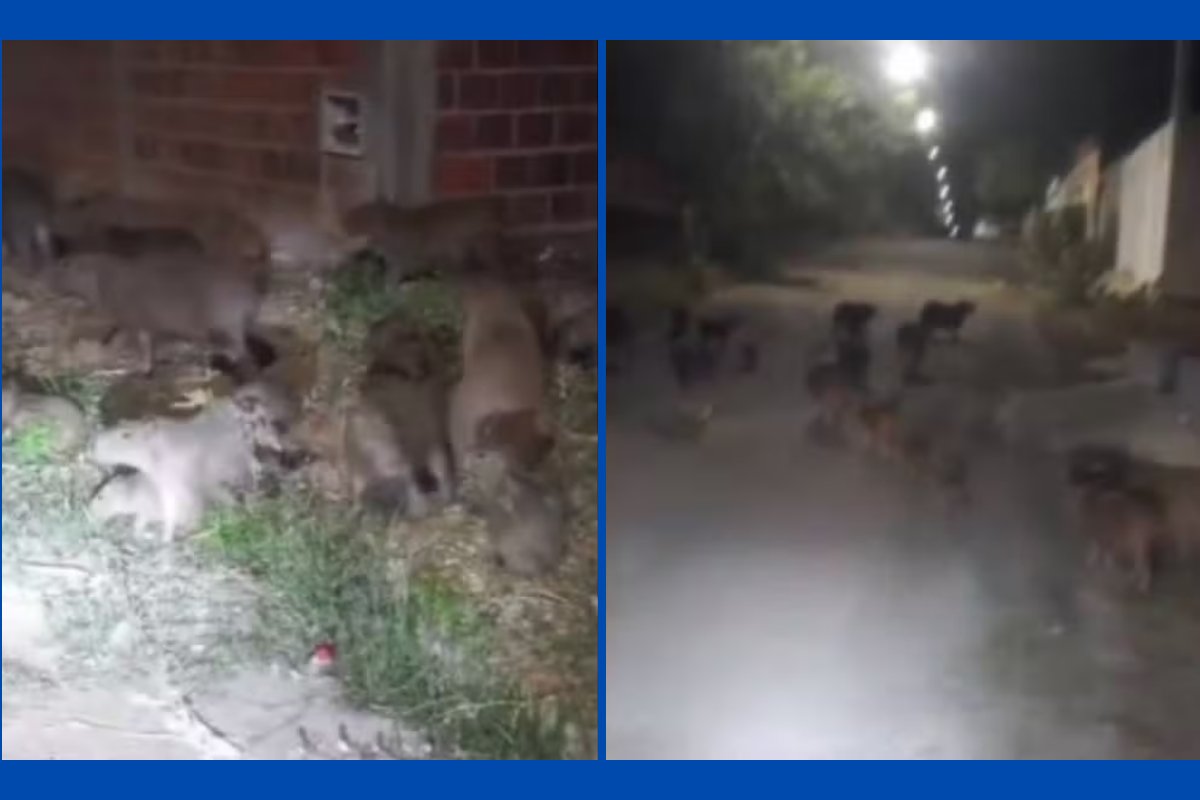 Vídeo: mais de 20 capivaras são avistadas durante 'passeio noturno' em cidade baiana