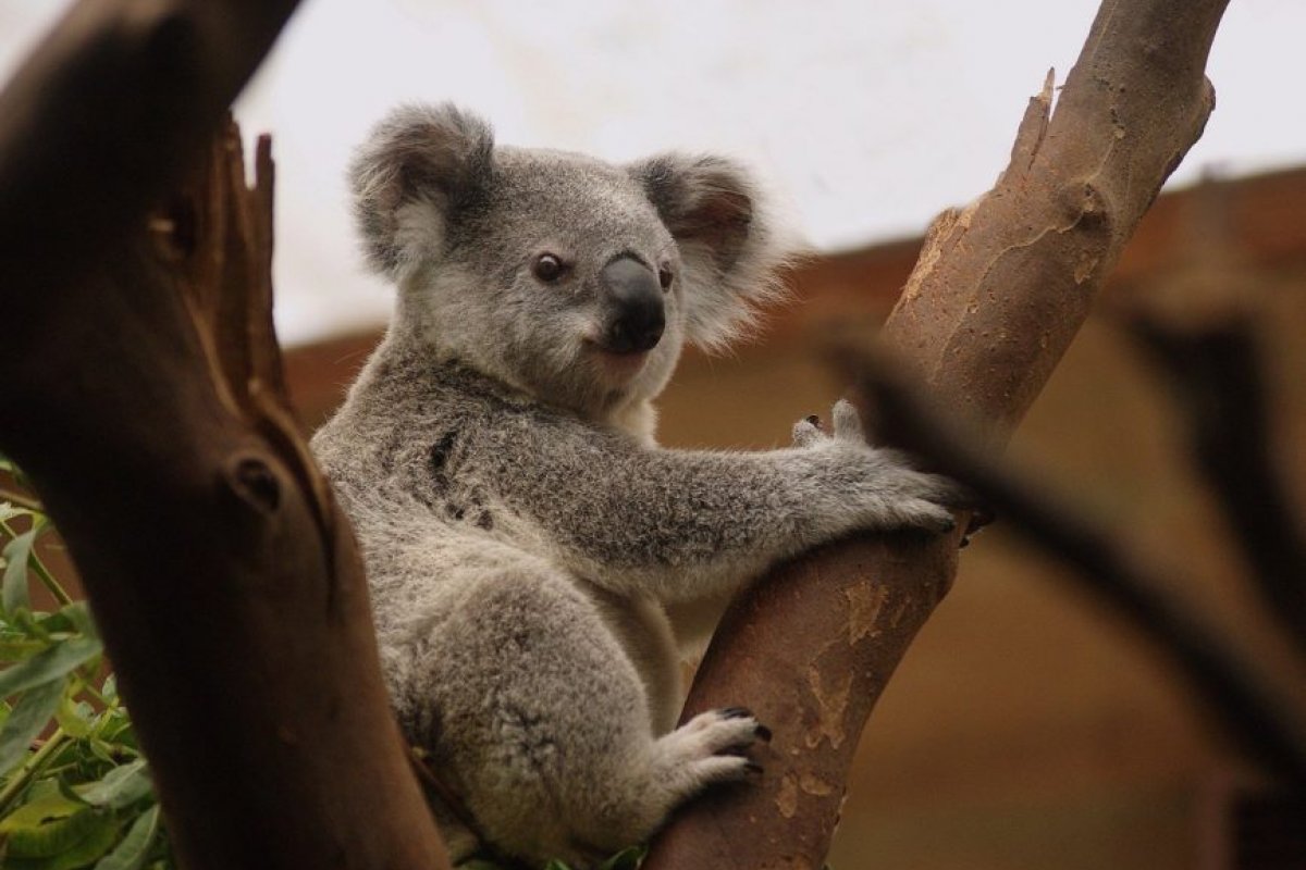 Incêndios na Austrália põe em risco a população de coalas