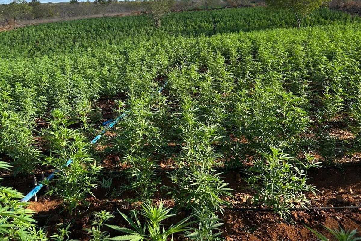 Duzentos mil pés de maconha são localizados em Curaçá