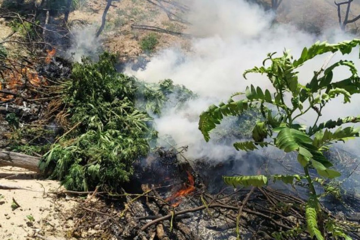 Operação da PF destrói 45 mil pés de maconha em duas cidades