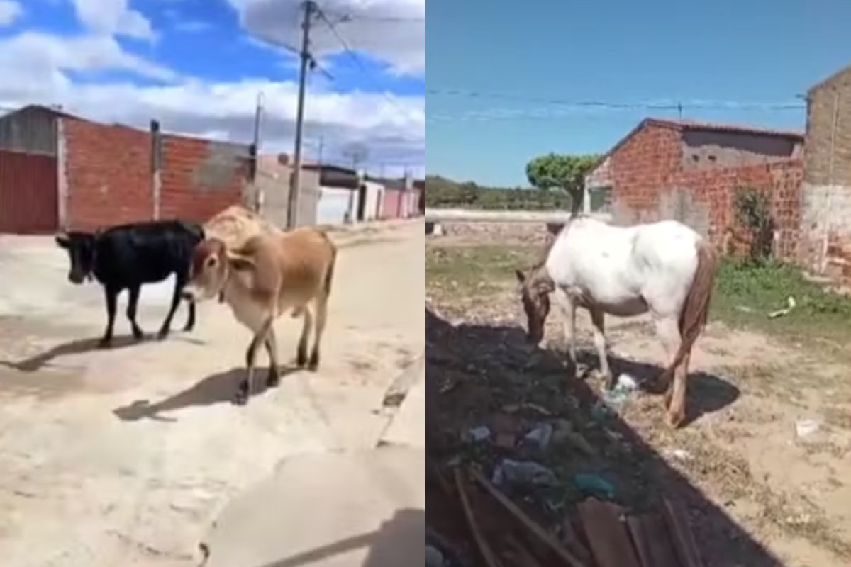 Prefeitura de cidade baiana publica decreto que proíbe circulação de animais soltos nas ruas e prevê apreensão com multa de até R$ 120 