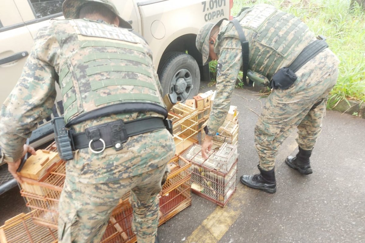 PM resgata 40 aves silvestres que seriam vendidas em Simões Filho