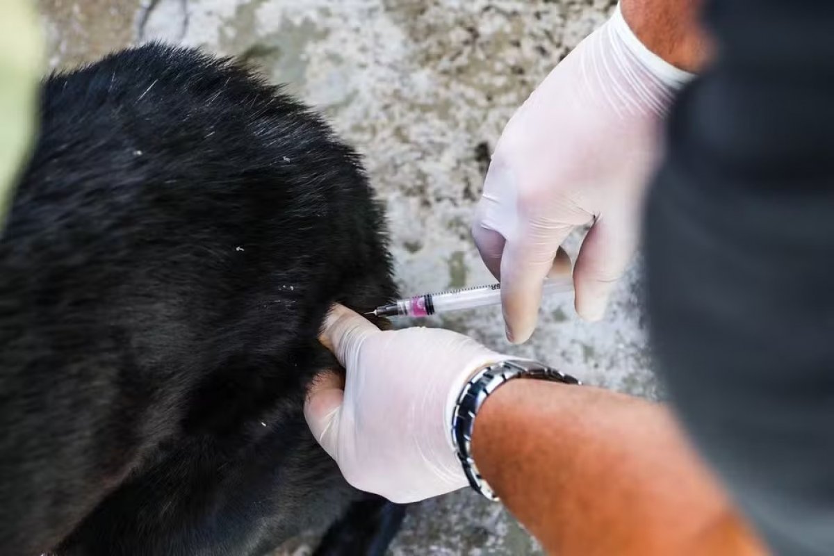 Salvador inicia campanha de vacinação antirrábica; imunizante será aplicado em 91 postos