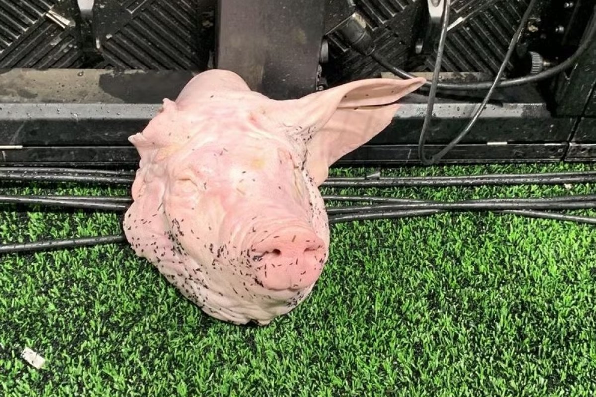 Torcedor do Corinthians é condenado a prisão por atirar cabeça de porco em clássico contra Palmeiras