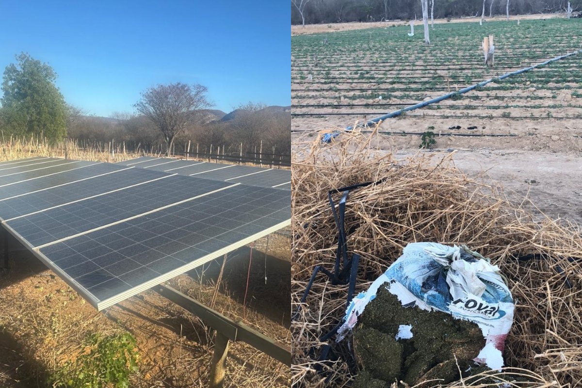 Plantação de maconha com suporte de energia solar e sistema de irrigação é destruída pela polícia na Bahia