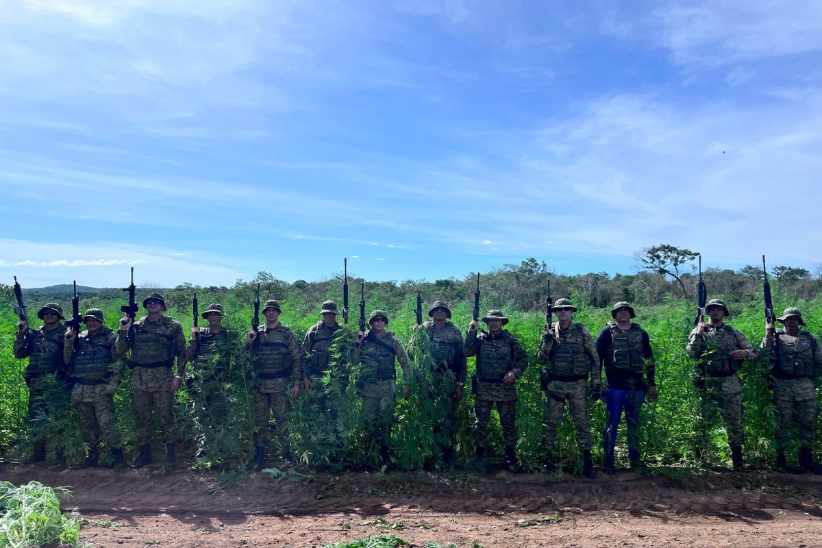 Em pouco mais de 7 meses, 1 milhão de pés de maconha foram erradicados na Bahia