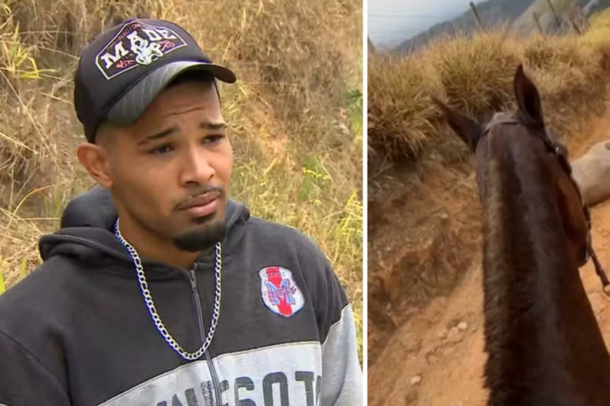 "Cortei por cortar, foi um ato cruel", diz acusado de crime contra cavalo