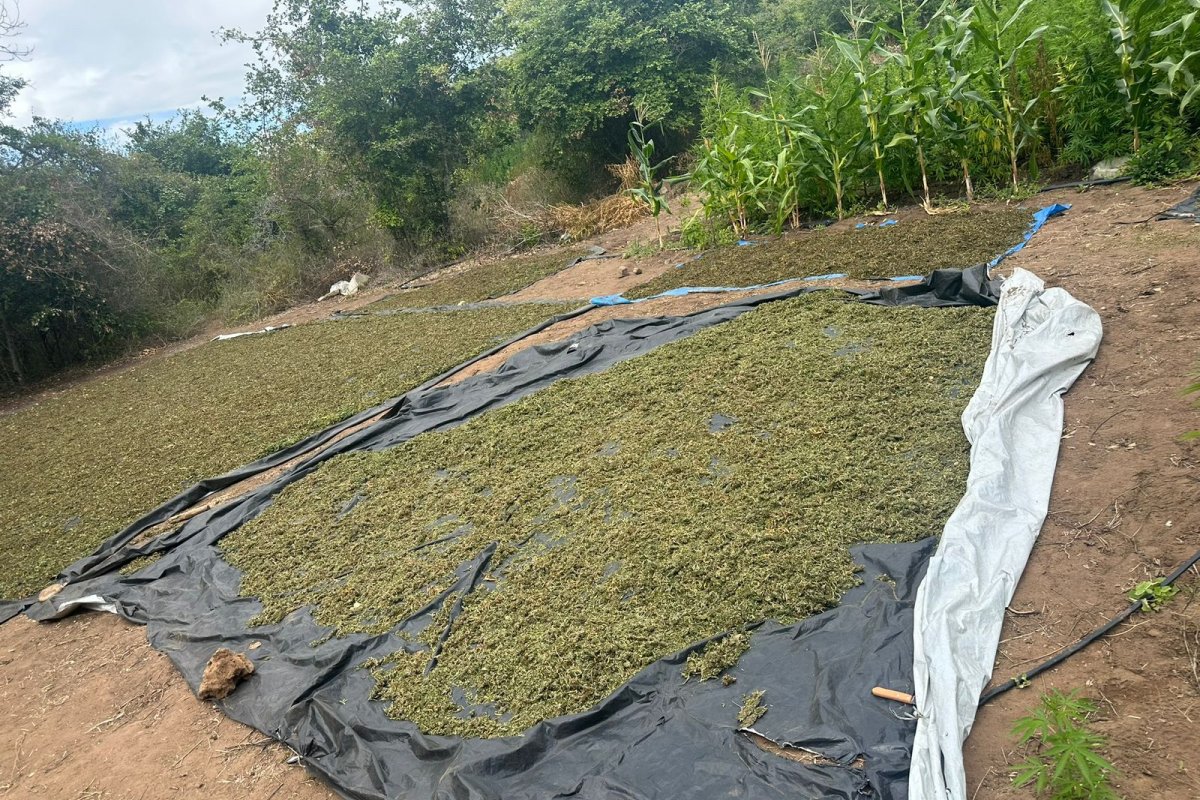 Polícia Civil cumpre mandados de prisão contra investigados por tráfico de drogas em Morro do Chapéu e Salvador