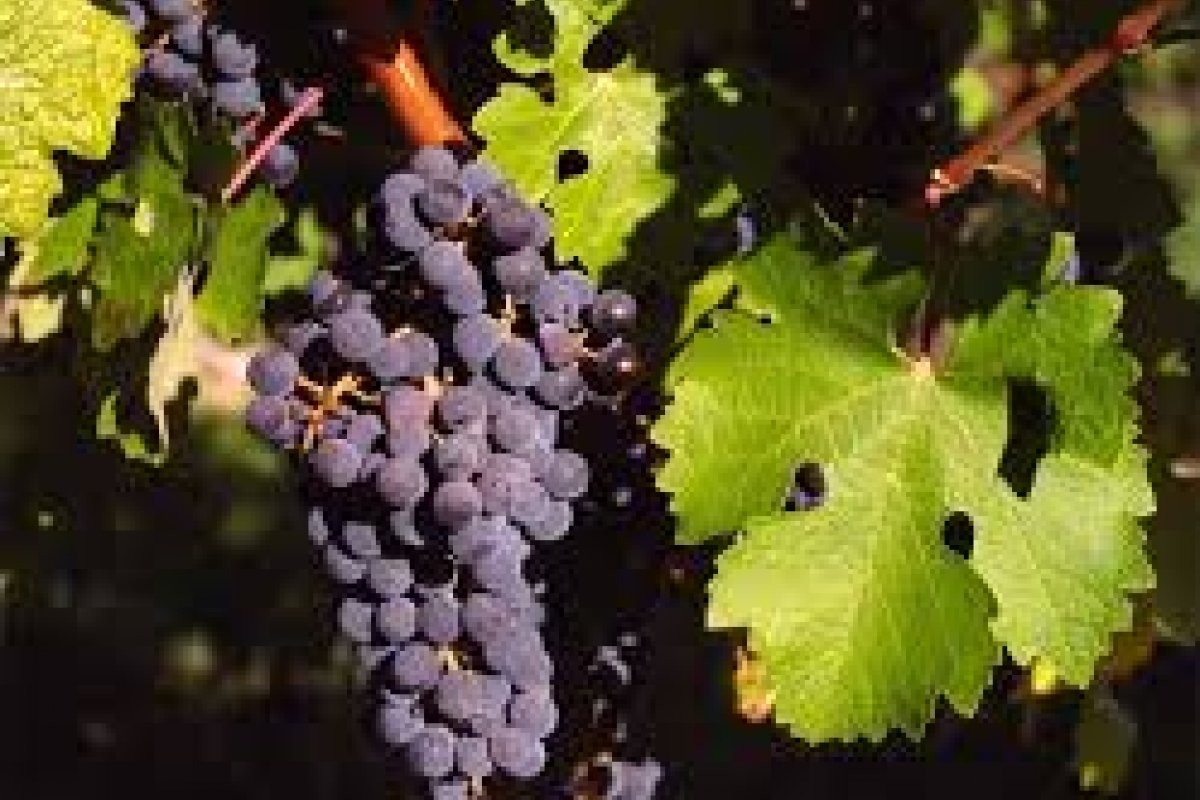 Dia da Cabernet Sauvignon: conheça rótulos produzidos em cinco terroirs distintos!