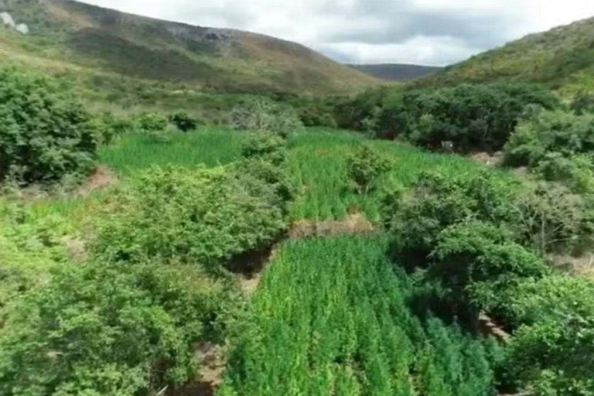 Advogado de 71 anos é preso suspeito de ser dono de fazenda de maconha na Bahia