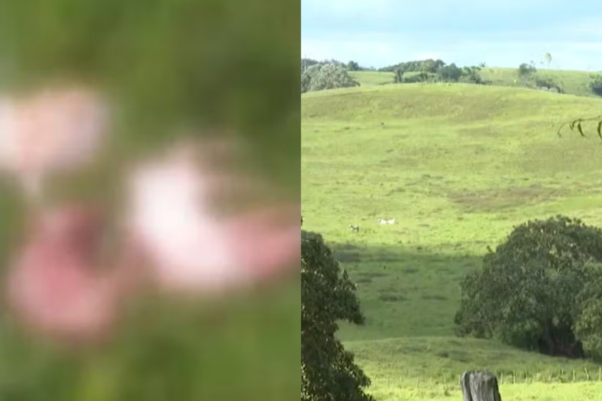 Homens invadem fazenda e matam 7 vacas prenhas na RMS; média de 2 a 3 casos de abigeato é registrada por mês na Bahia