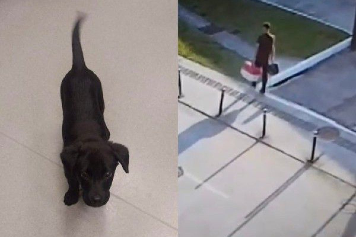 Passageiro abandonou cachorro em aeroporto após se recusar a adequar caixa de transporte