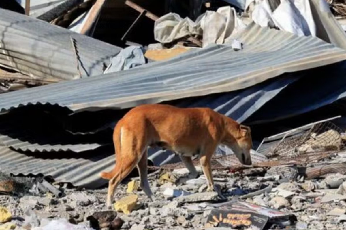 Em Gaza, cães passam a atacar pessoas e se alimentar de cadáveres em meio à fome extrema