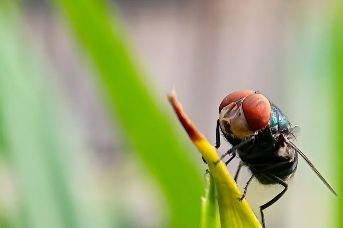 Primeiro caso humano de bicheira-do-novo-mundo é registrado nos EUA