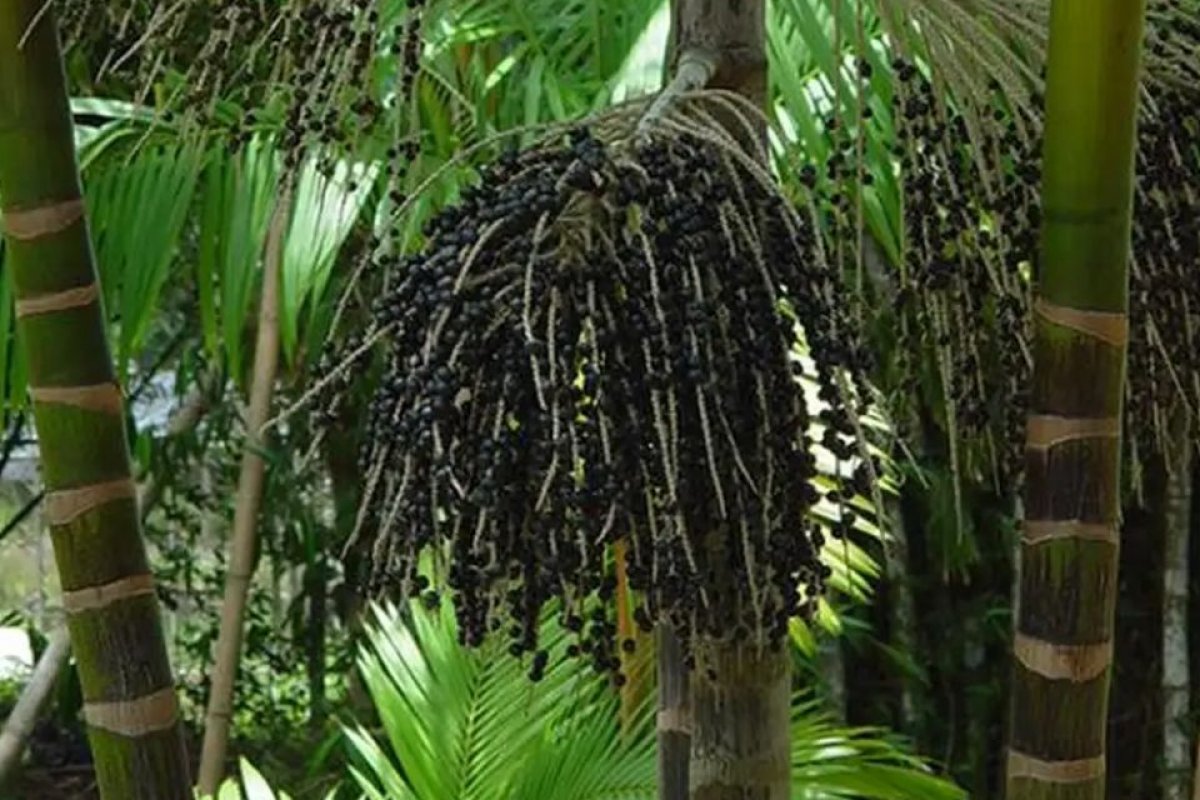 Governo comprará açaí, pescados e castanhas por causa do tarifaço, mas carne e café ficam de fora