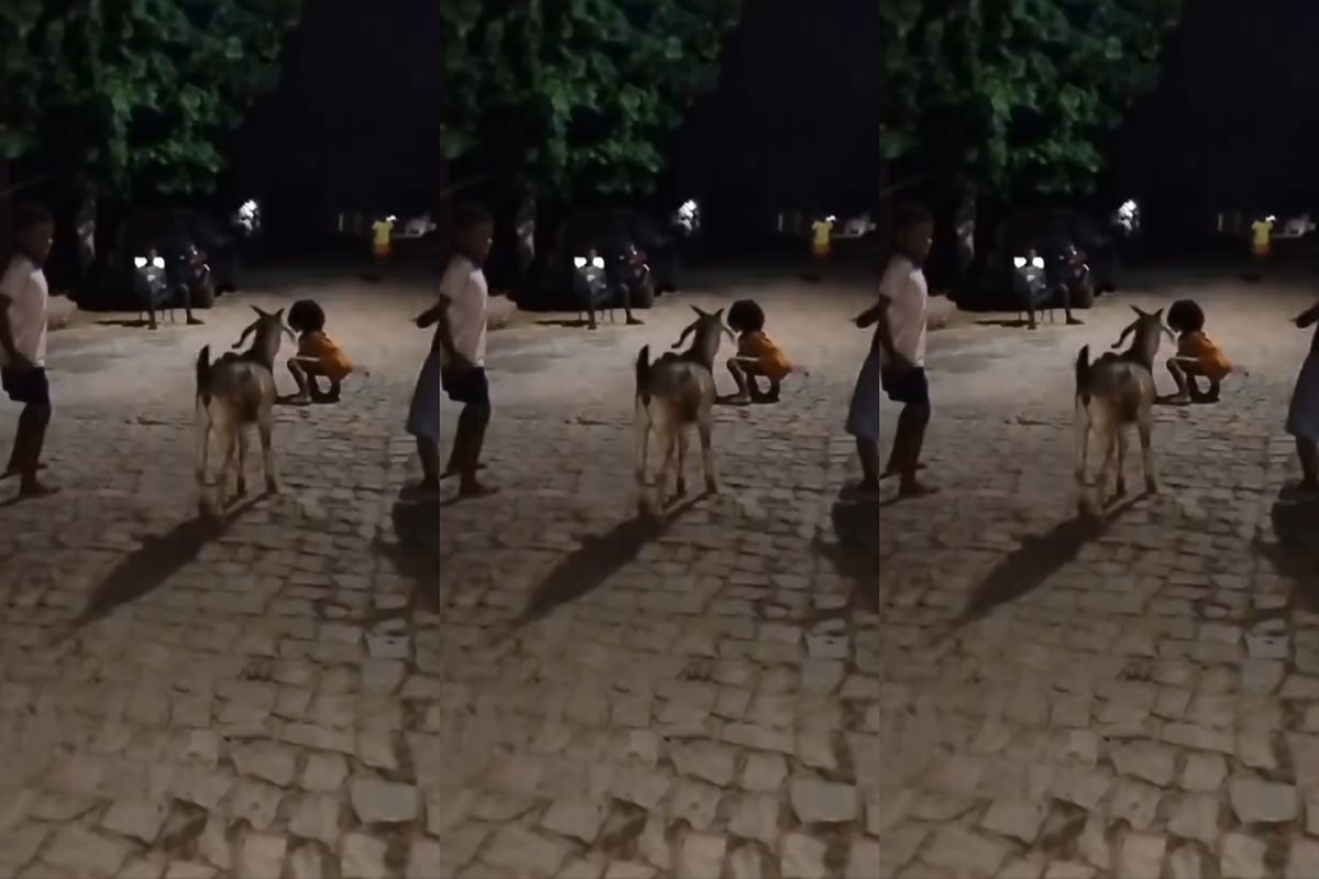 Vídeo: Bode brinca de "batatinha frita 1, 2, 3" com crianças e viraliza no Piauí