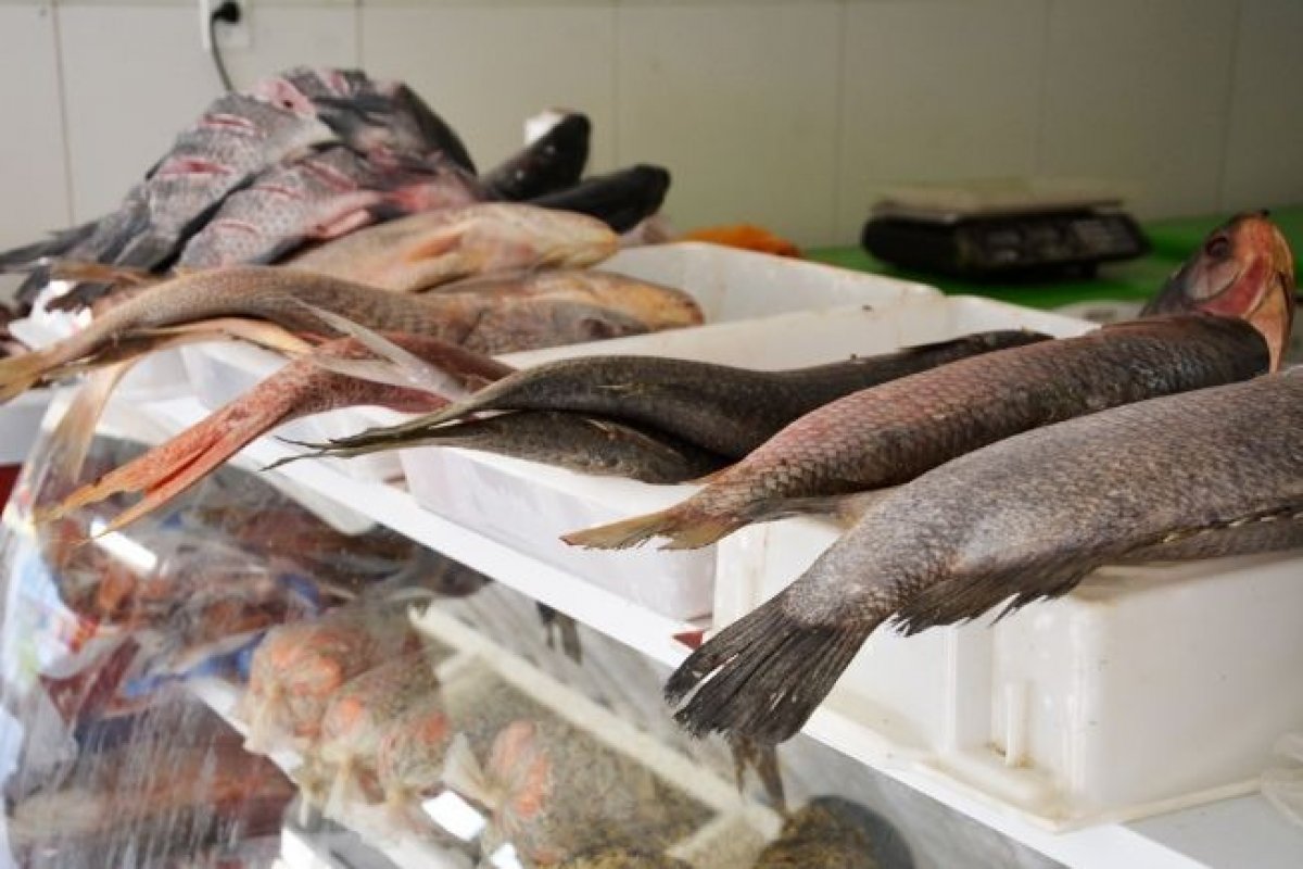 Tilápias vendidas em feiras estão contaminadas com bactérias perigosas, diz estudo