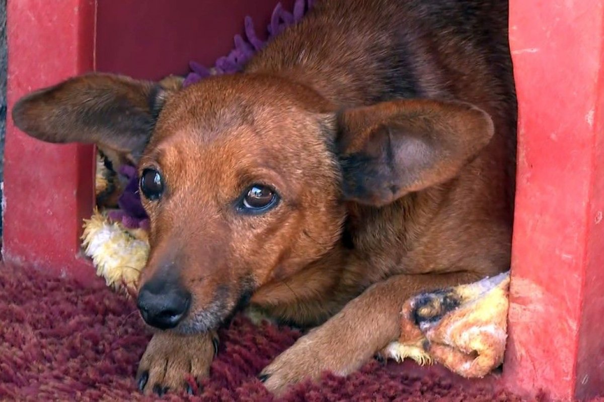 Cão percorre 12 km e aparece em velório do tutor em Minas Gerais