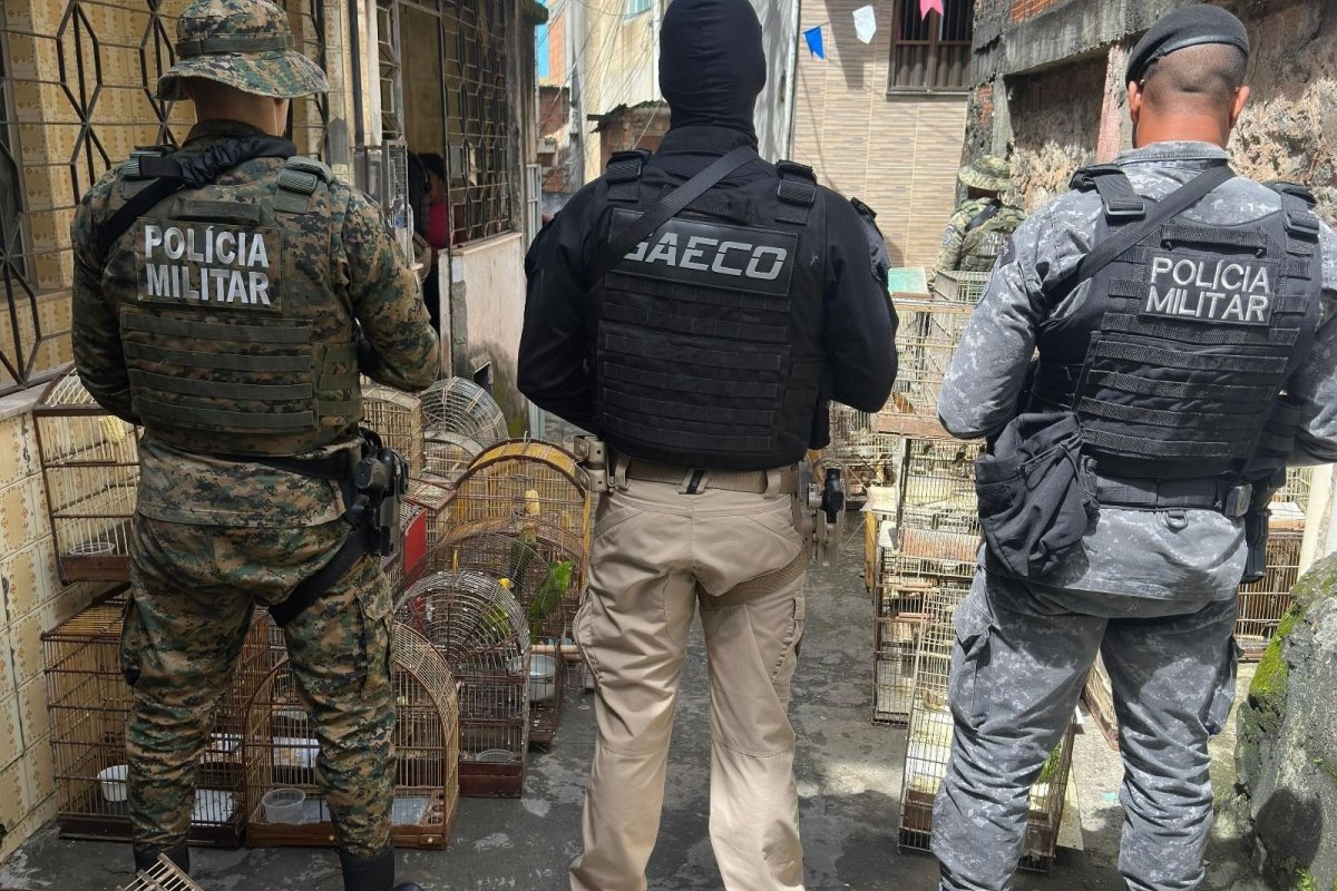 Homem apontado como um dos maiores traficantes de animais silvestres do país é preso na Bahia