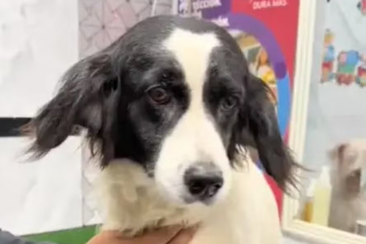 Cachorra apaga dinamite com a boca e salva família no Peru