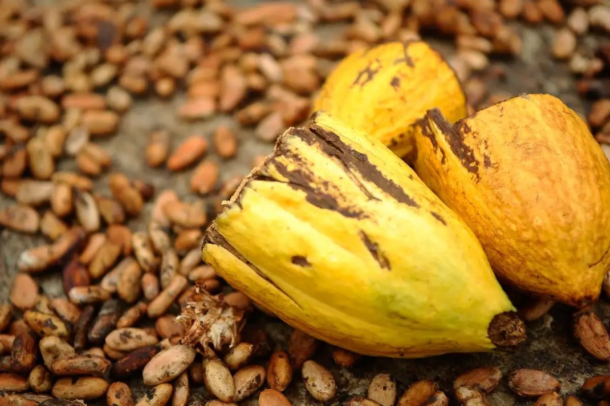 Bahia bate recorde de R$ 47,3 bilhões na agricultura e se torna o 7º maior gerador de valor agrícola do Brasil, aponta IBGE